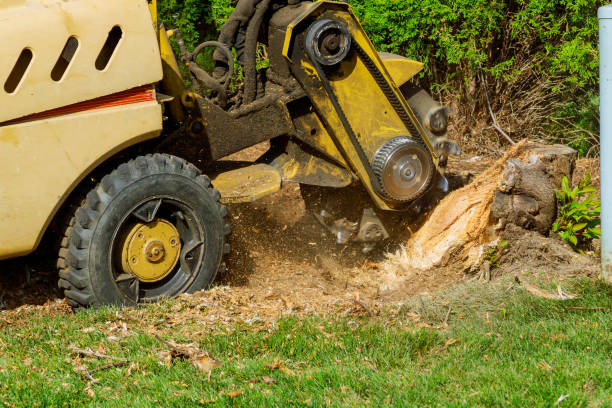 Best Tree Care Services  in Newtown, PA